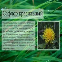 Saflor